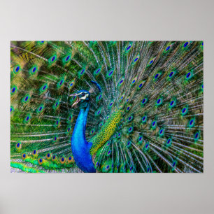 Schöne Pfau mit seinem Schwanz Feathers Open Poster