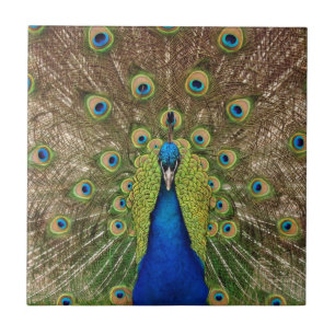 Schöne Pfau- und Federdruck-Keramikfliese Fliese