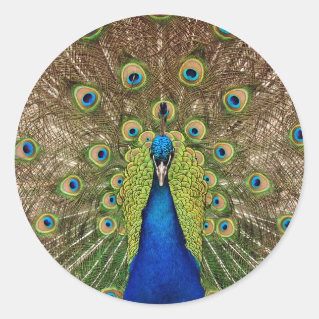 Schöne Pfau- und Federn-Aufkleber Runder Aufkleber (Vorderseite)