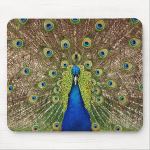 Schöne Pfau und Federn drucken Mousepad