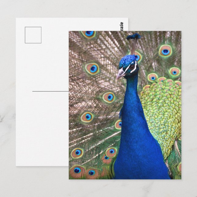 Schöne Pfauenfeder Hintergrund Postkarte (Vorne/Hinten)