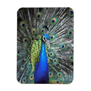 Schöne Pfauenspülung mit bunten Federn Magnet