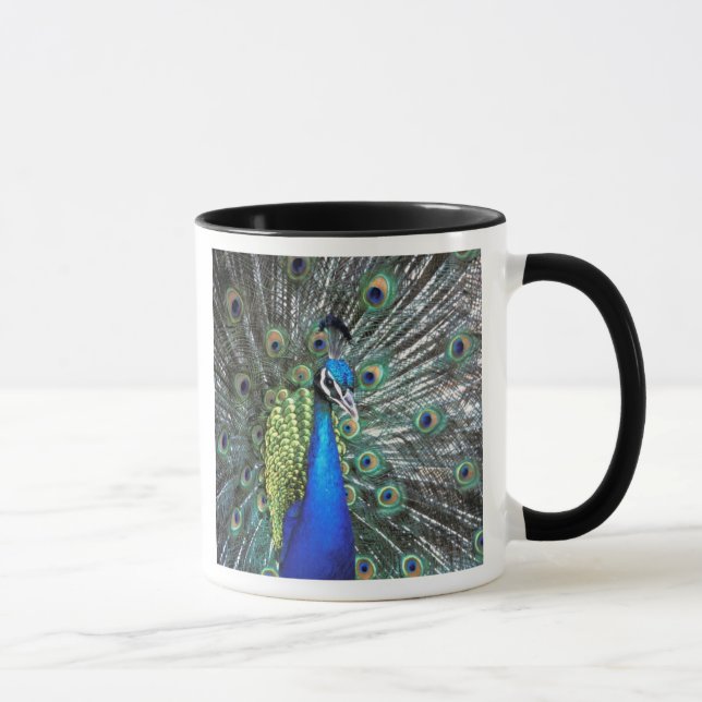 Schöne Pfauenspülung mit bunten Federn Tasse (Rechts)