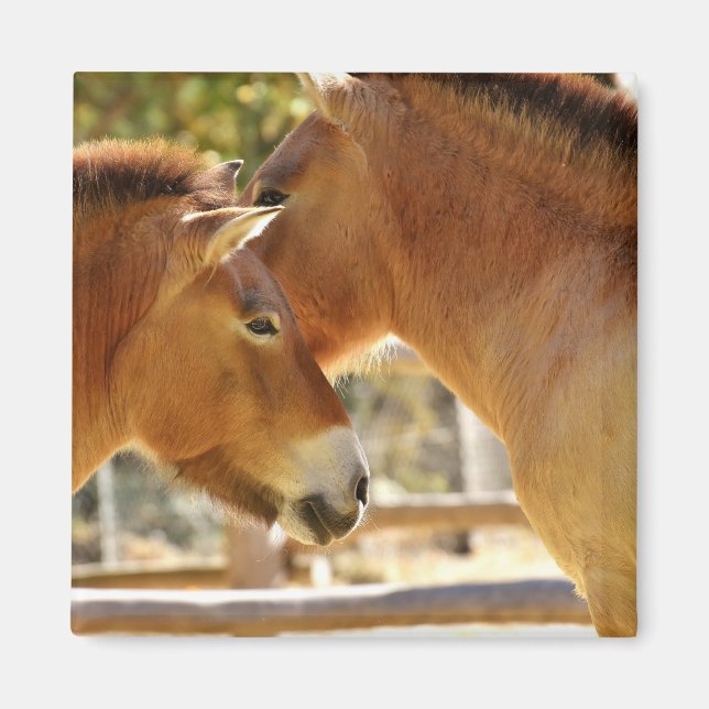 Schöne Pferde Magnet (Vorne)