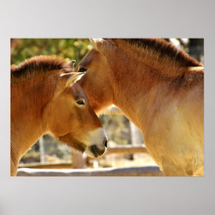 Schöne Pferde Poster