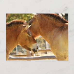 Schöne Pferde Postkarte