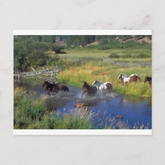 Schöne Pferderasse Destination Natur Postkarte
