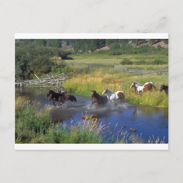 Schöne Pferderasse Destination Natur Postkarte (Vorderseite)