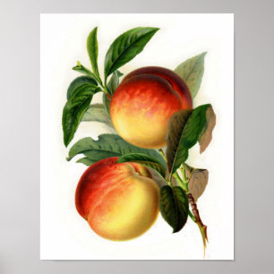 Schöne Pfirsiche Poster