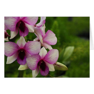 Schöne Phalaenopsis