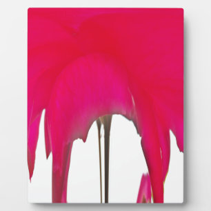 Schöne phantastische Rote Rose unter weißem Himmel Fotoplatte