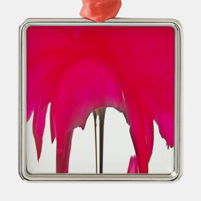 Schöne phantastische Rote Rose unter weißem Himmel Silbernes Ornament (Vorne)