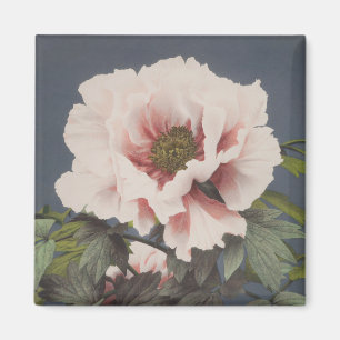 Schöne photomechanische Drucke von Peony-Blume Magnet
