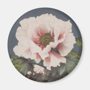 Schöne photomechanische Drucke von Peony-Blume Magnet