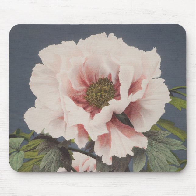Schöne photomechanische Drucke von Peony-Blume Mousepad (Vorne)