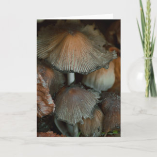 Schöne Pilzfotografie leere Karte
