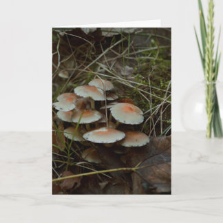 schöne Pilzfotografie leere Karte