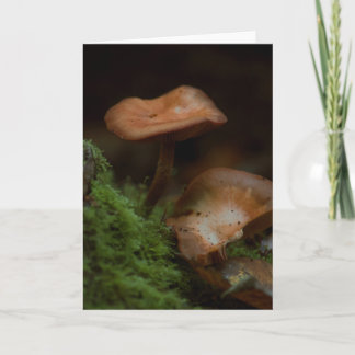 Schöne Pilzfotografie leere Karte