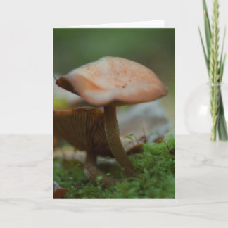 Schöne Pilzfotografie leere Karte