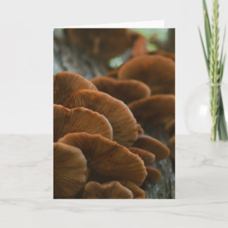 Schöne Pilzfotografie leere Karte