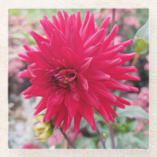 Schöne Pink Dahlia Blume Glasuntersetzer (Vorderseite)