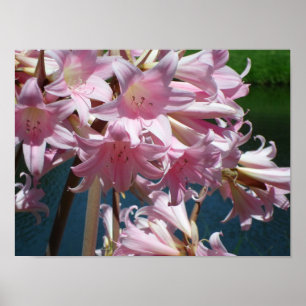 Schöne Pink Lilies Poster