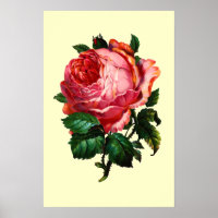 SCHÖNE PINK ROSE