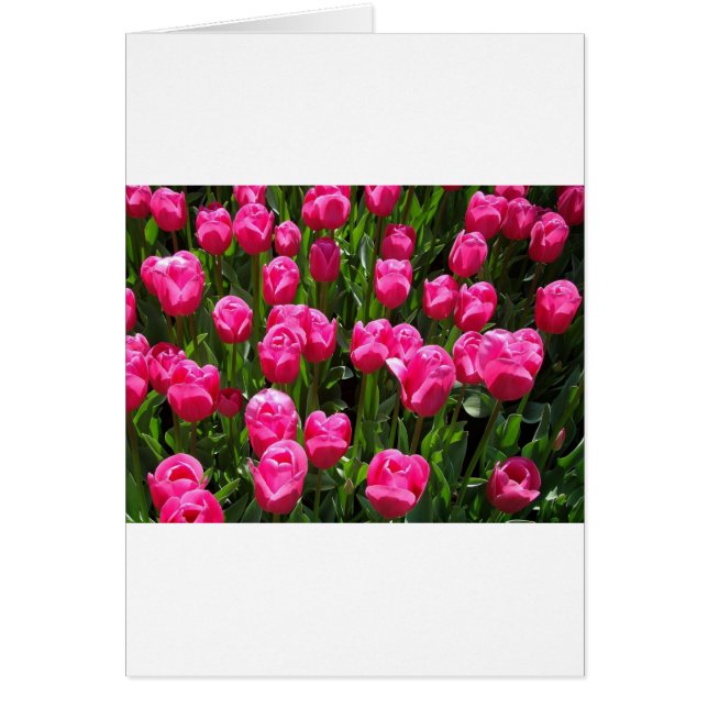 SCHÖNE PINK TULIPS (Vorne)