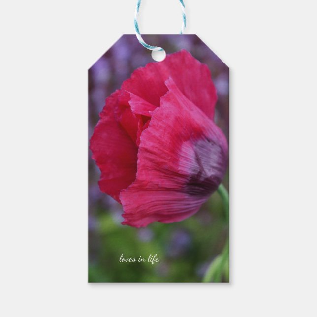 Schöne PInk und Lila Poppy-Blume Geschenkanhänger (Vorderseite)