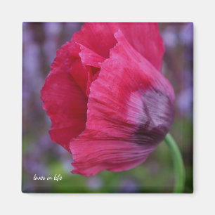 Schöne PInk und Lila Poppy-Blume Magnet