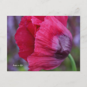 Schöne PInk und Lila Poppy-Blume Postkarte