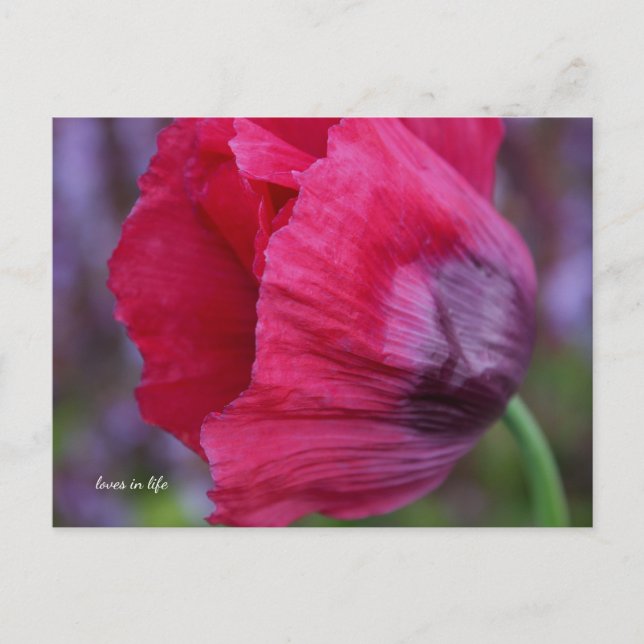 Schöne PInk und Lila Poppy-Blume Postkarte (Vorderseite)