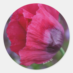 Schöne PInk und Lila Poppy-Blume Runder Aufkleber