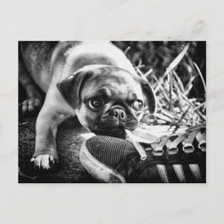 Schöne Playfull Mops Postkarte