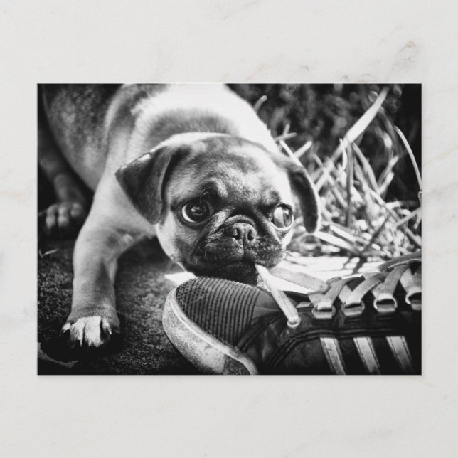 Schöne Playfull Mops Postkarte (Vorderseite)