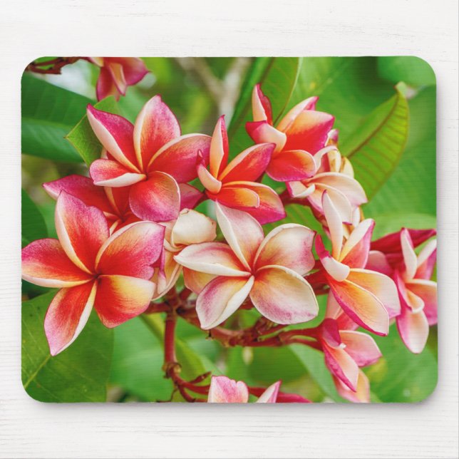 Schöne Plumeria-Blume Mousepad (Vorne)