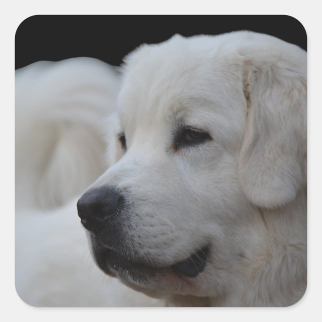 Schöne polnische Tatra Sheepdog Sticker (Vorderseite)