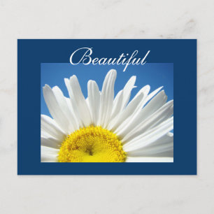 Schöne Postkarten Weiße Daisy Blumen Postkarten
