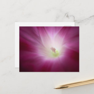 Schöne Prächtige Trichterwinde Brillante Pinke Blu Postkarte