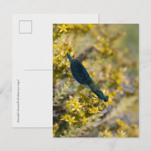 Schöne Prachtlibelle (Calopteryx virgo) Kleinlibel Postkarte