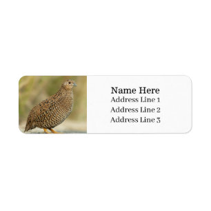 Schöne Quail Bird-Rücksendeadresse