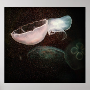 Schöne Qualle Poster