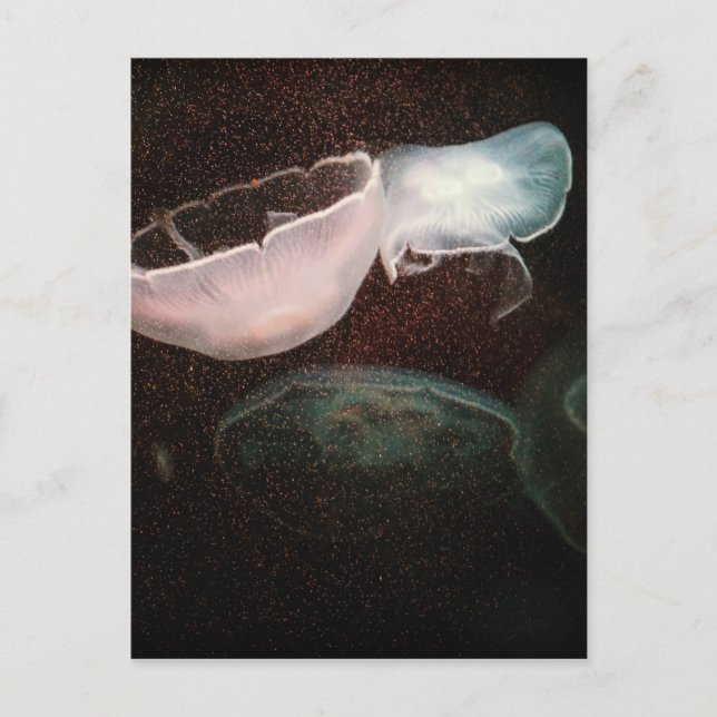 Schöne Qualle Postkarte (Vorderseite)