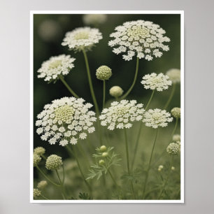 Schöne Queen-Anne's-Lace-Blumenposter-Wandkunst Poster