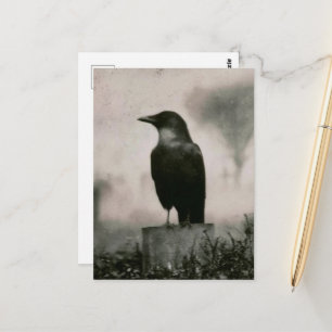 Schöne Raben Vintage-Fotografie Postkarte