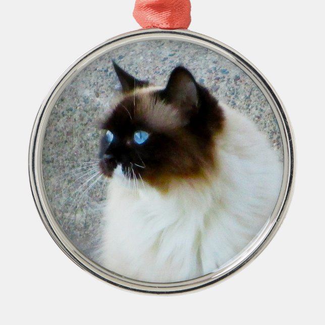 Schöne Ragdoll Birman Himalajakatze Ornament Aus Metall (Vorne)