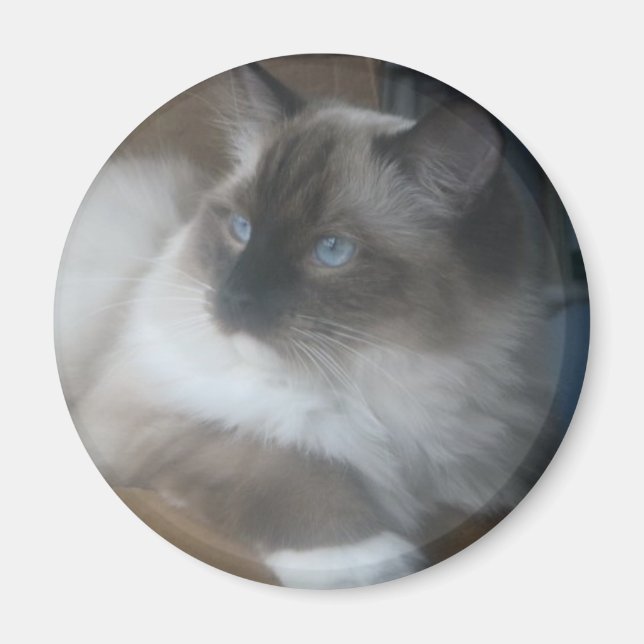 Schöne Ragdoll Hymalayan Cat Gazing Außenbereich Magnet (Vorne)