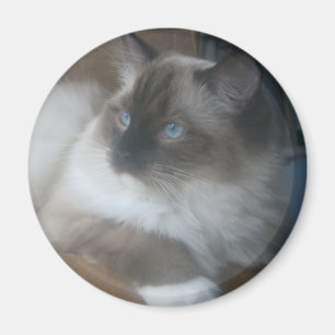 Schöne Ragdoll Hymalayan Katze, die draußen Magnet