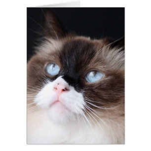 Schöne Ragdoll Katze