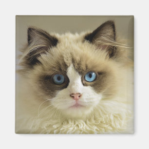 Schöne Ragdoll Katze mit blauen Augen Magnet
